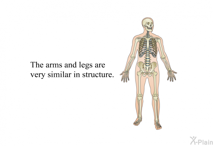The arms and legs are very similar in structure.