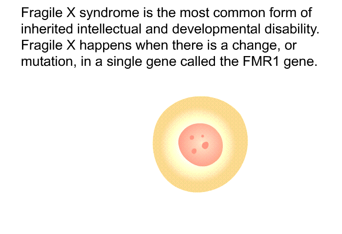Fragile X syndrome is the most common form of inherited intellectual and developmental disability. Fragile X happens when there is a change, or mutation, in a single gene called the FMR1 gene.