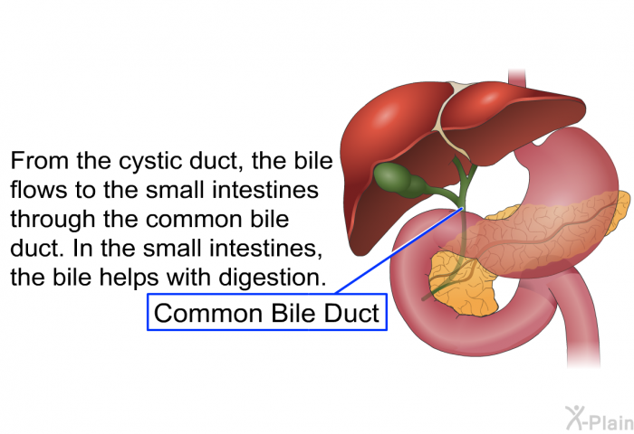 From the cystic duct, the bile flows to the small intestines through the common bile duct. In the small intestines, the bile helps with digestion.