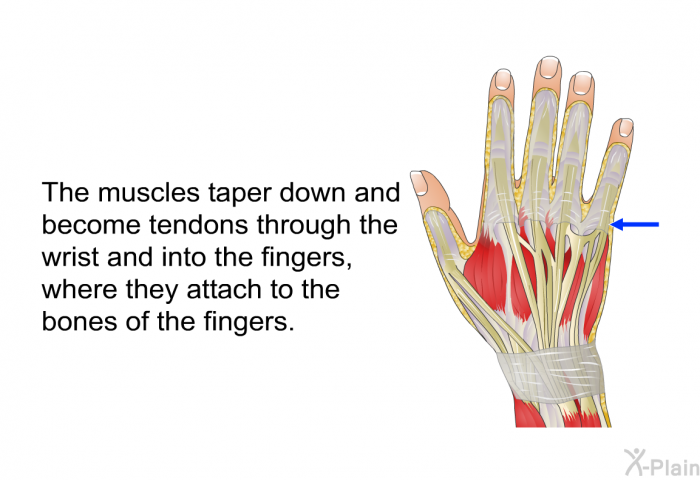 The muscles taper down and become tendons through the wrist and into the fingers, where they attach to the bones of the fingers.