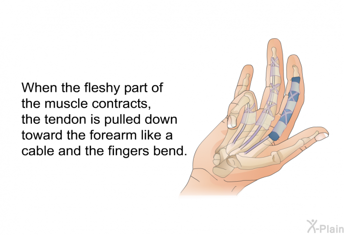 When the fleshy part of the muscle contracts, the tendon is pulled down toward the forearm like a cable and the fingers bend.