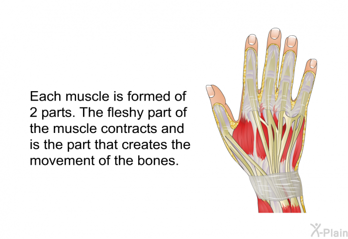 Each muscle is formed of 2 parts. The fleshy part of the muscle contracts and is the part that creates the movement of the bones.