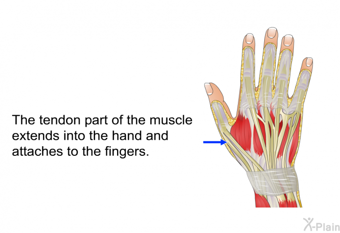 The tendon part of the muscle extends into the hand and attaches to the fingers.