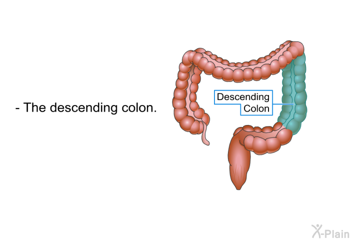 The descending colon.