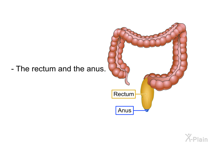 The rectum and the anus.