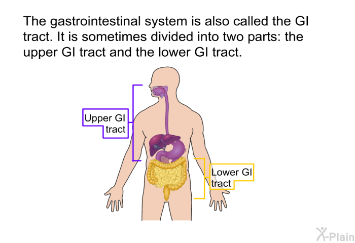 The gastrointestinal system is also called the GI tract. It is sometimes divided into two parts: the upper GI tract and the lower GI tract.