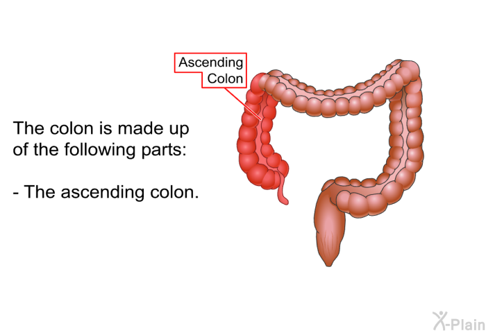 The colon is made up of the following parts:  The ascending colon.