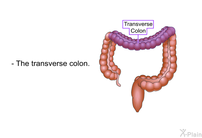 The transverse colon.