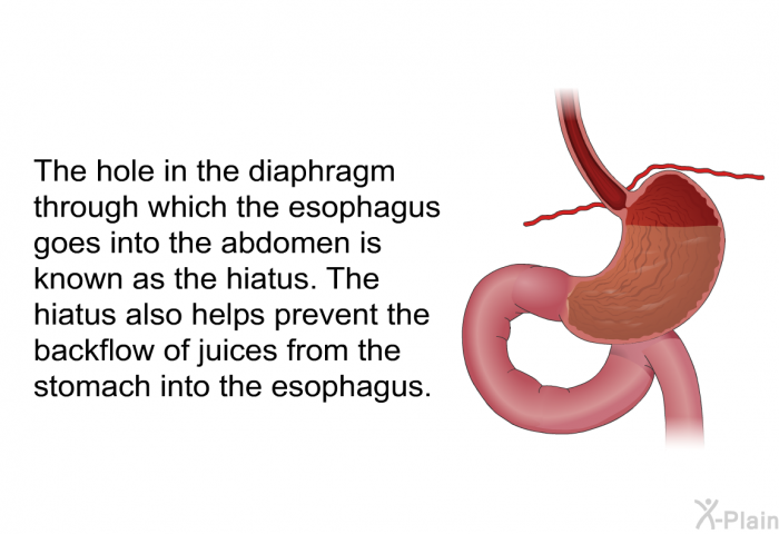 The hole in the diaphragm through which the esophagus goes into the abdomen is known as the hiatus. The hiatus also helps prevent the backflow of juices from the stomach into the esophagus.