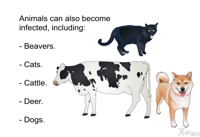 Animals can also become infected, including:  Beavers. Cats. Cattle. Deer. Dogs.