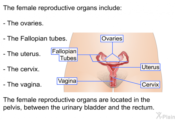 The female reproductive organs include:  The ovaries. The Fallopian tubes. The uterus. The cervix. The vagina.  
 The female reproductive organs are located in the pelvis, between the urinary bladder and the rectum.