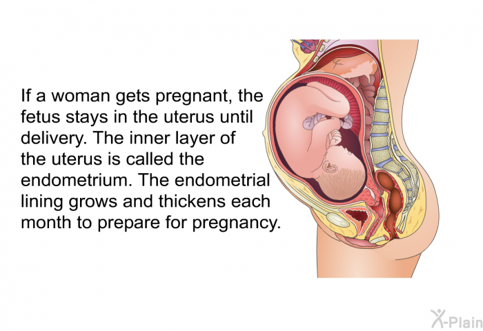 If a woman gets pregnant, the fetus stays in the uterus until delivery. The inner layer of the uterus is called the endometrium. The endometrial lining grows and thickens each month to prepare for pregnancy.