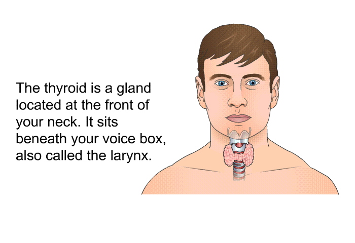 The thyroid is a gland located at the front of your neck. It sits beneath your voice box, also called the larynx.