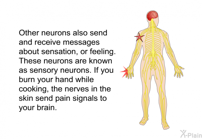 Other neurons also send and receive messages about sensation, or feeling. These neurons are known as sensory neurons. If you burn your hand while cooking, the nerves in the skin send pain signals to your brain.