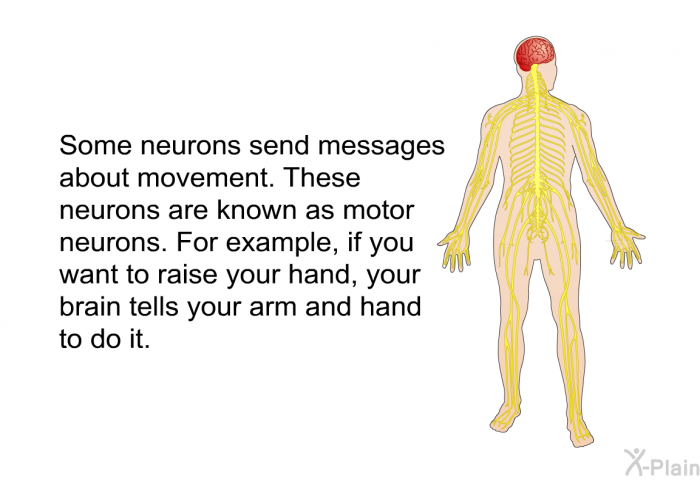 Some neurons send messages about movement. These neurons are known as motor neurons. For example, if you want to raise your hand, your brain tells your arm and hand to do it.