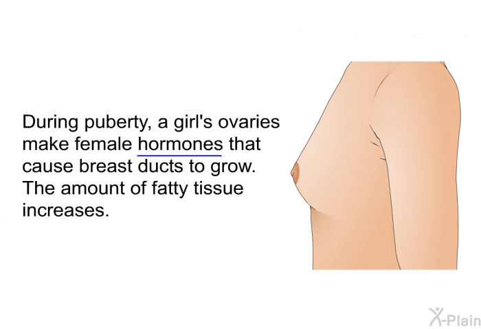 During puberty, a girl's ovaries make female hormones that cause breast ducts to grow. The amount of fatty tissue increases.