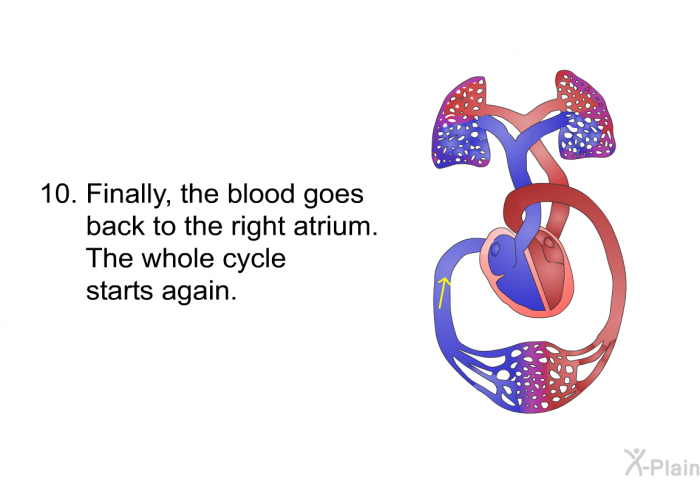 Finally, the blood goes back to the right atrium. The whole cycle starts again.