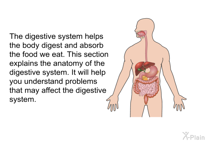 The digestive system helps the body digest and absorb the food we eat. This section explains the anatomy of the digestive system. It will help you understand problems that may affect the digestive system.