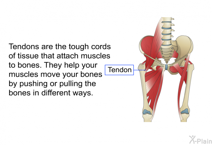 Tendons are the tough cords of tissue that attach muscles to bones. They help your muscles move your bones by pushing or pulling the bones in different ways.