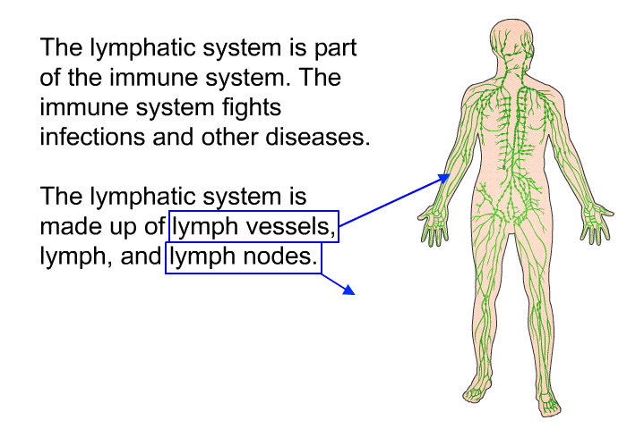 The lymphatic system is part of the immune system. The immune system fights infections and other diseases. The lymphatic system is made up of lymph vessels, lymph and lymph nodes.