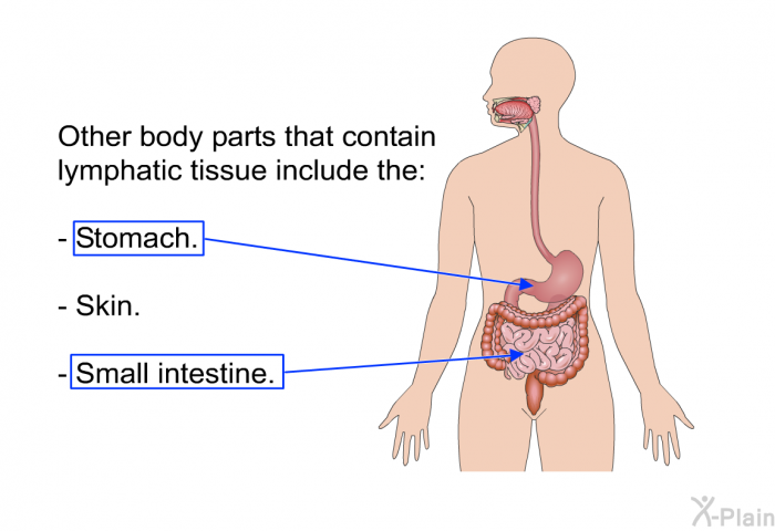 Other body parts that contain lymphatic tissue include the:  Stomach. Skin. Small intestine.