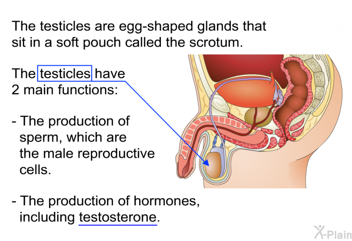 The testicles are egg-shaped glands that sit in a soft pouch called the scrotum. The testicles have 2 main functions:  The production of sperm, which are the male reproductive cells. The production of hormones, including testosterone.