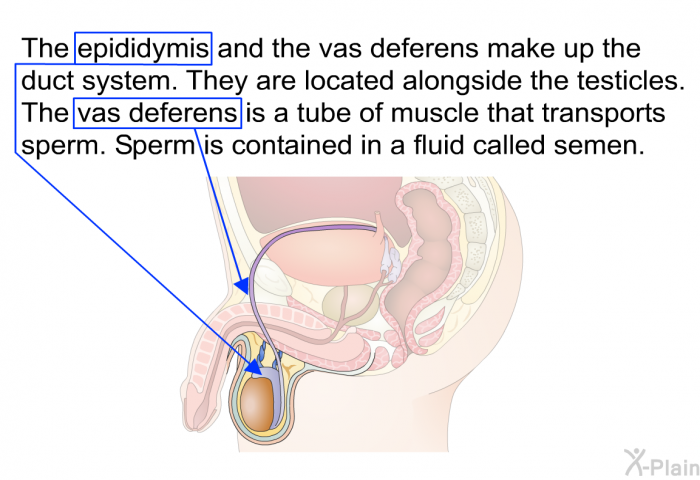 The epididymis and the vas deferens make up the duct system. They are located alongside the testicles. The vas deferens is a tube of muscle that transports sperm. Sperm is contained in a fluid called semen.