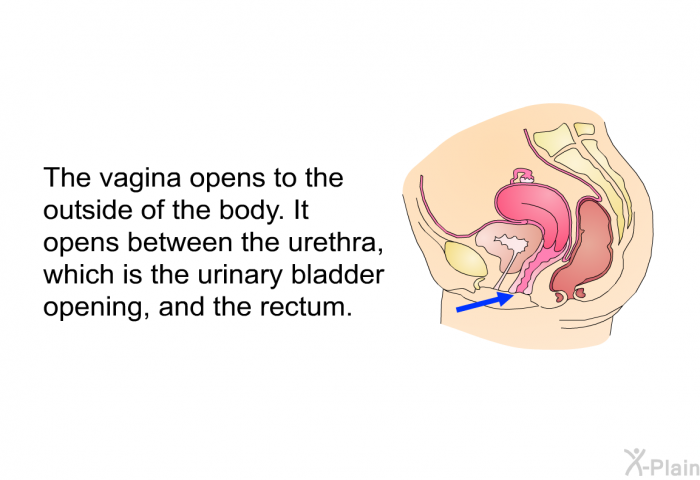 The vagina opens to the outside of the body. It opens between the urethra, which is the urinary bladder opening, and the rectum.