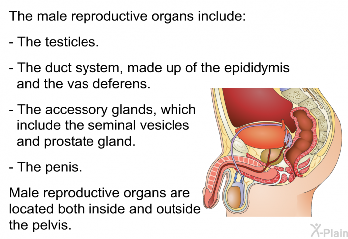 The male reproductive organs include:  The testicles. The duct system, made up of the epididymis and the vas deferens. The accessory glands, which include the seminal vesicles and prostate gland. The penis.  
 Male reproductive organs are located both inside and outside the pelvis.