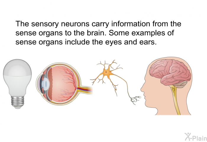 The sensory neurons carry information from the sense organs to the brain. Some examples of sense organs include the eyes and ears.