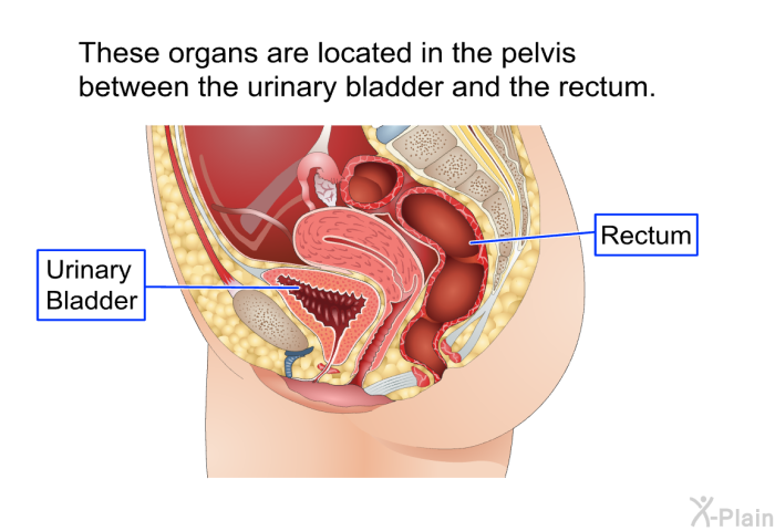 These organs are located in the pelvis between the urinary bladder and the rectum.