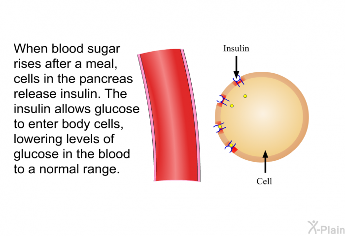 When blood sugar rises after a meal, cells in the pancreas release insulin. The insulin allows glucose to enter body cells, lowering levels of glucose in the blood to a normal range.