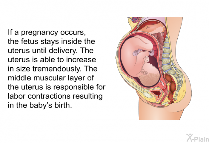 If a pregnancy occurs, the fetus stays inside the uterus until delivery. The uterus is able to increase in size tremendously. The middle muscular layer of the uterus is responsible for labor contractions resulting in the baby's birth.