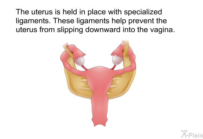 The uterus is held in place with specialized ligaments. These ligaments help prevent the uterus from slipping downward into the vagina.