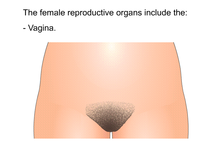 The female reproductive organs include the:  Vagina.
