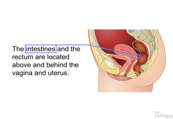 The intestines and the rectum are located above and behind the vagina and uterus.