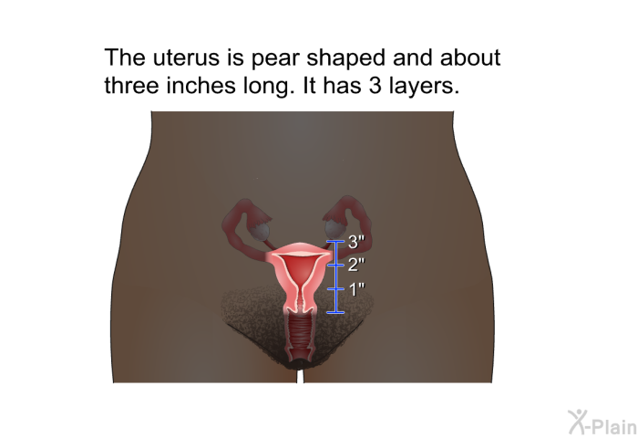 The uterus is pear shaped and about three inches long. It has 3 layers.