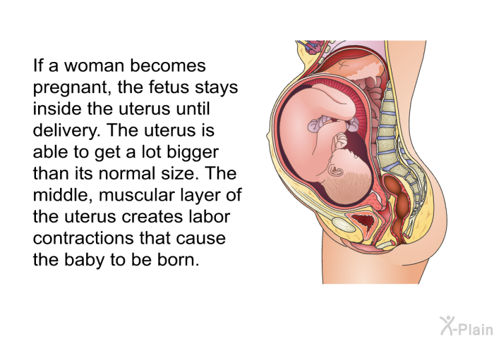 If a woman becomes pregnant, the fetus stays inside the uterus until delivery. The uterus is able to get a lot bigger than its normal size. The middle, muscular layer of the uterus creates labor contractions that cause the baby to be born.