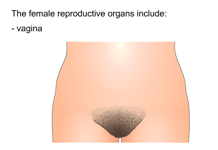 The female reproductive organs include:The vagina