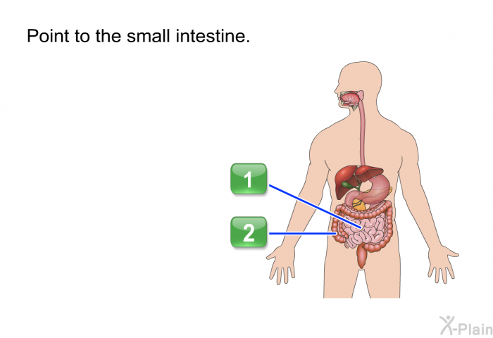 Point to the small intestine.