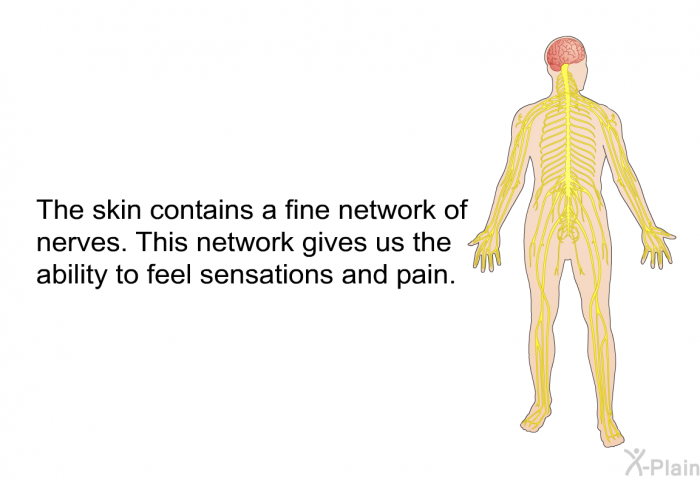 The skin contains a fine network of nerves. This network gives us the ability to feel sensations and pain.