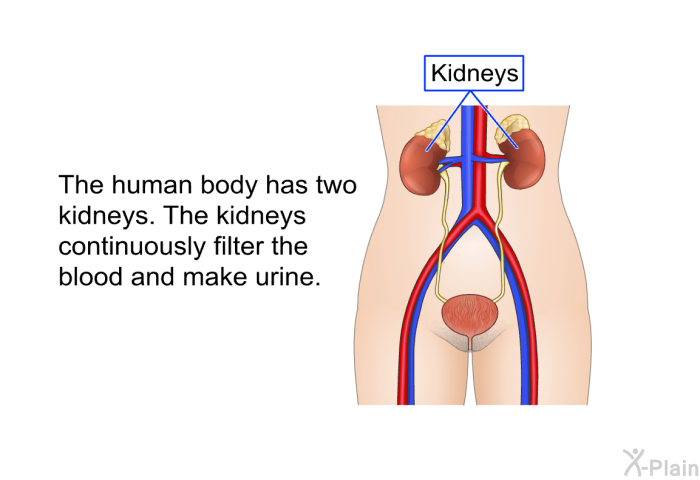 The human body has two kidneys. The kidneys continuously filter the blood and make urine.