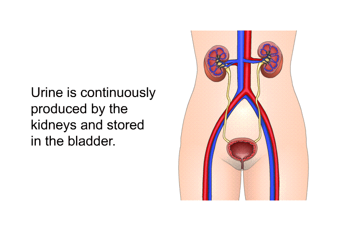 Urine is continuously produced by the kidneys and stored in the bladder.