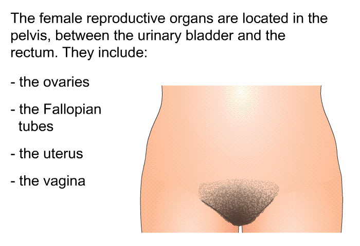 The female reproductive organs are located in the pelvis, between the urinary bladder and the rectum. They include:  The ovaries. The Fallopian tubes. The uterus. The vagina.