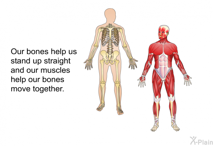 Our bones help us stand up straight and our muscles help our bones move together.