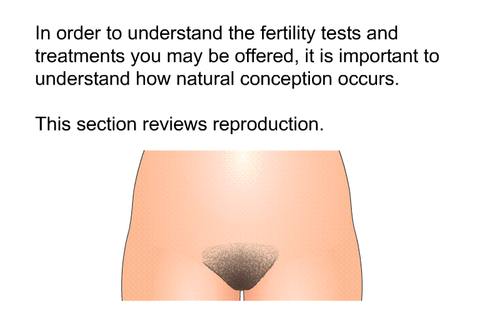 In order to understand the fertility tests and treatments you may be offered, it is important to understand how natural conception occurs. This section reviews reproduction.
