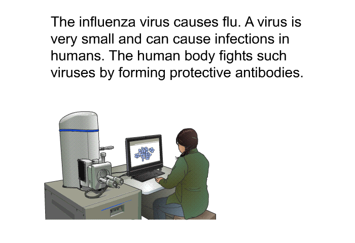 The influenza virus causes flu. A virus is very small and can cause infections in humans. The human body fights such viruses by forming protective antibodies.
