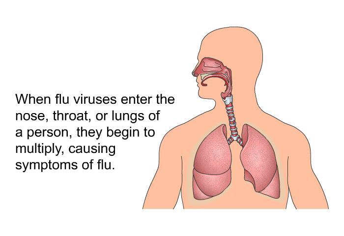 When flu viruses enter the nose, throat or lungs of a person, they begin to multiply, causing symptoms of flu.