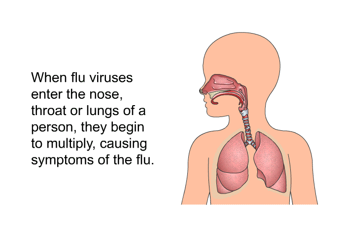 When flu viruses enter the nose, throat or lungs of a person, they begin to multiply, causing symptoms of the flu.