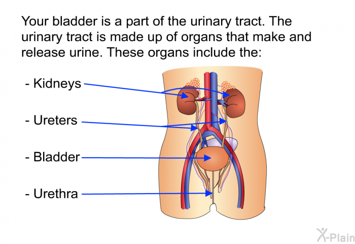Your bladder is a part of the urinary tract. The urinary tract is made up of organs that make and release urine. These organs include the:  Kidneys Ureters Bladder Urethra